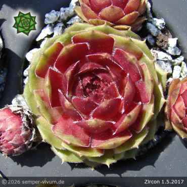 Sempervivum 'Zirkon'