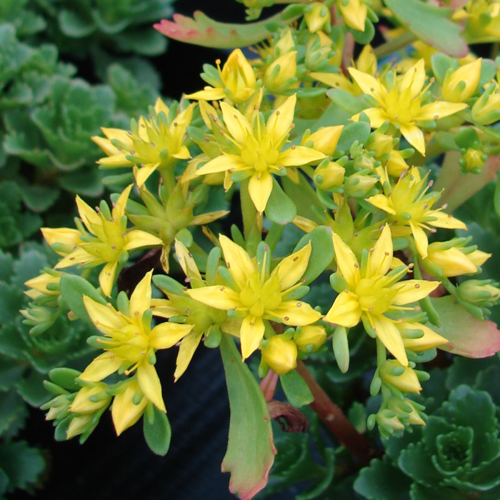 Erwin Geiger Phedimus hybridus 'Vaasa'