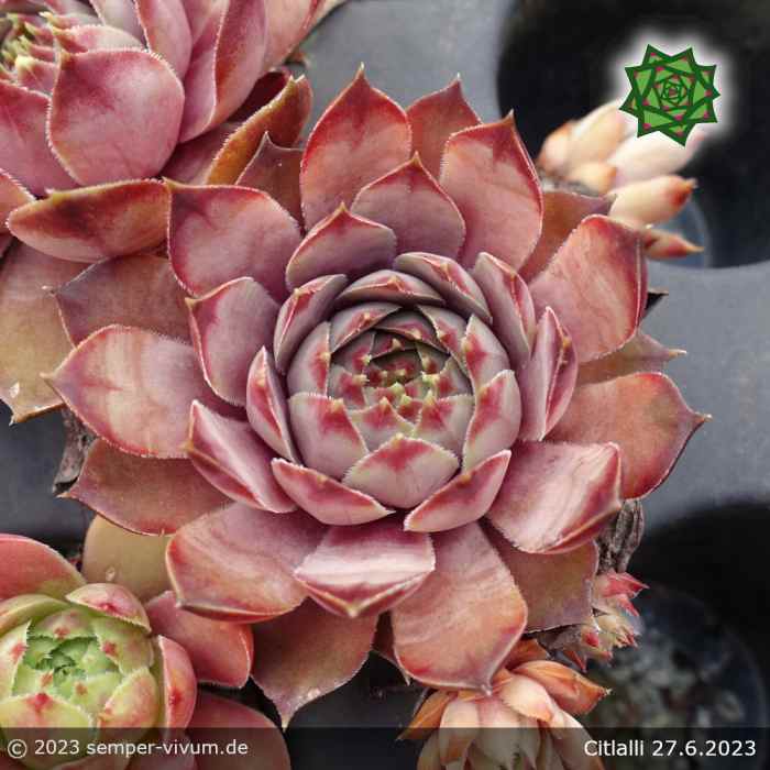 Sempervivum 'Citlalli'