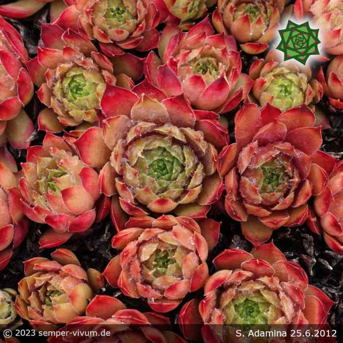 Sempervivum 'Adamina'