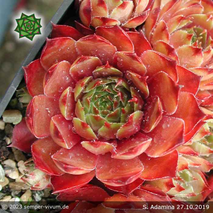 Sempervivum 'Adamina'