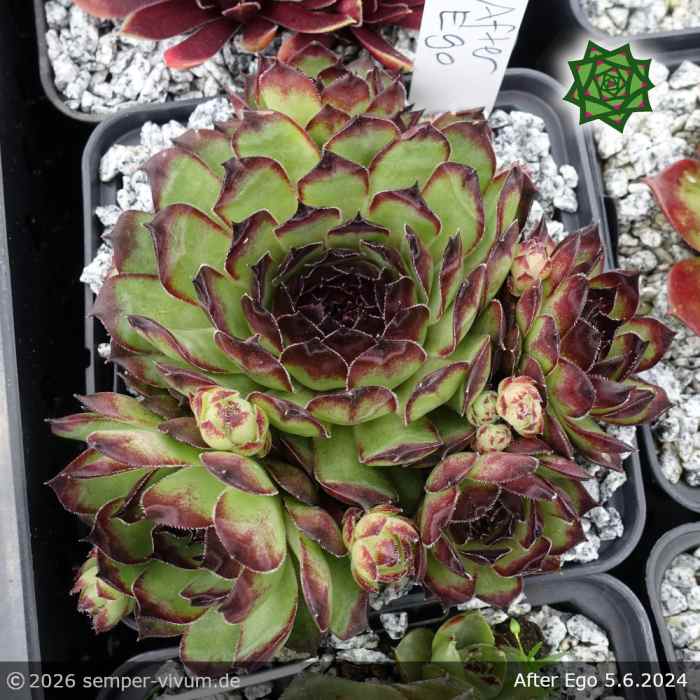 Sempervivum 'After Ego'