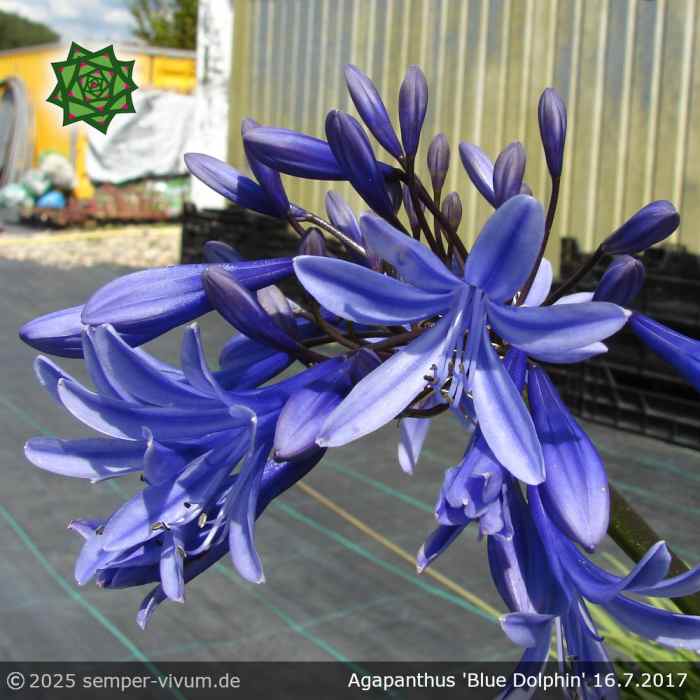 Agapanthus 'Blue Dolphin'