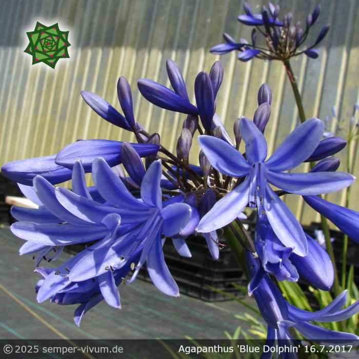 Agapanthus 'Blue Dolphin'