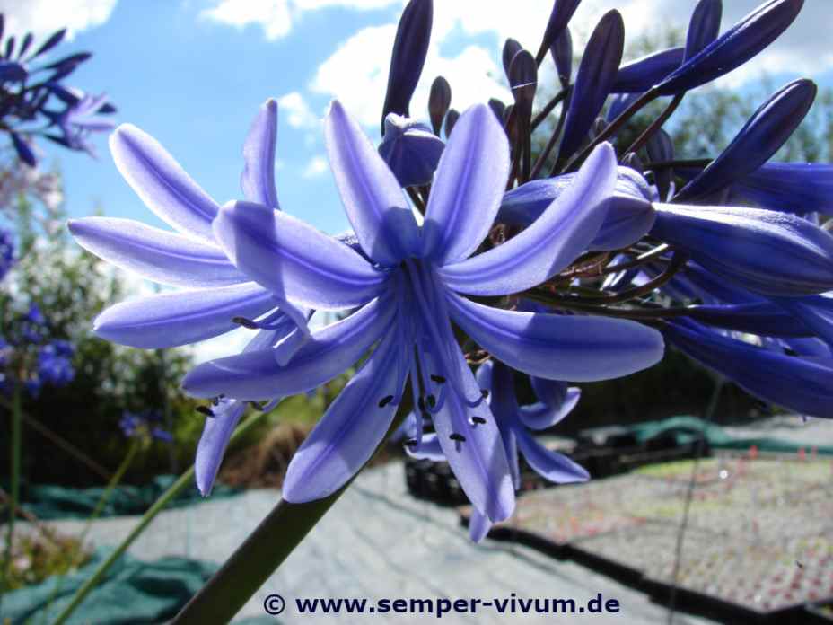 Agapanthus 'Blue Dolphin'