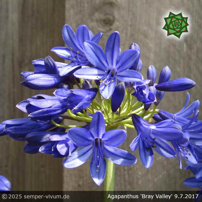 Agapanthus 'Bray Valley'