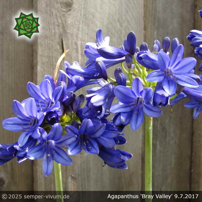Agapanthus 'Bray Valley'