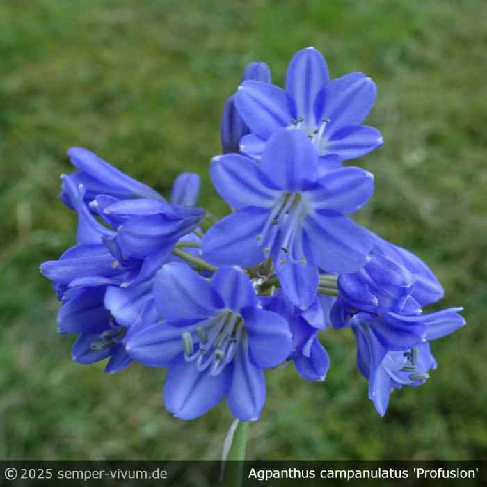 Agapanthus 'Profusion'