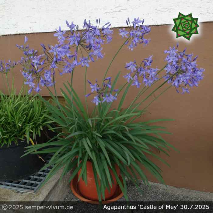 Agapanthus 'Castle of Mey'