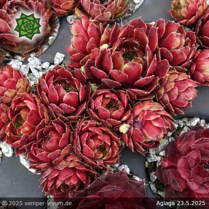 Sempervivum 'Aglaga'