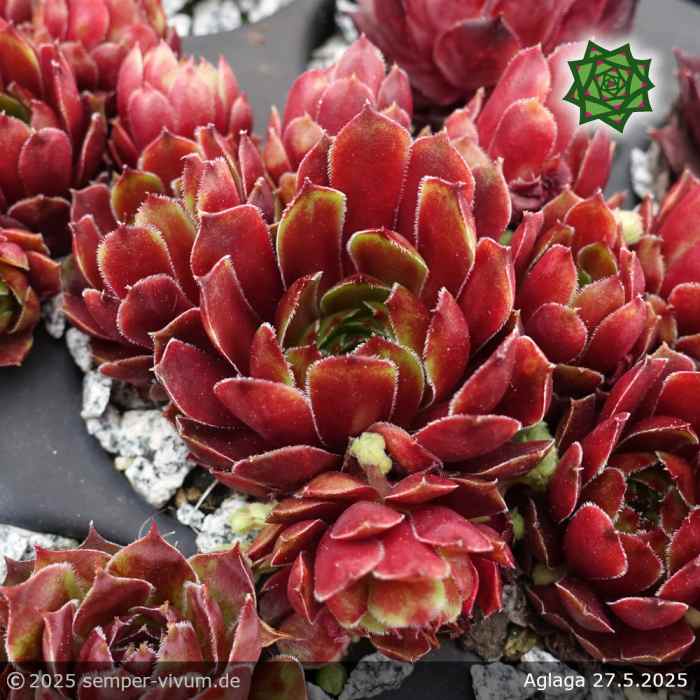 Sempervivum 'Aglaga'