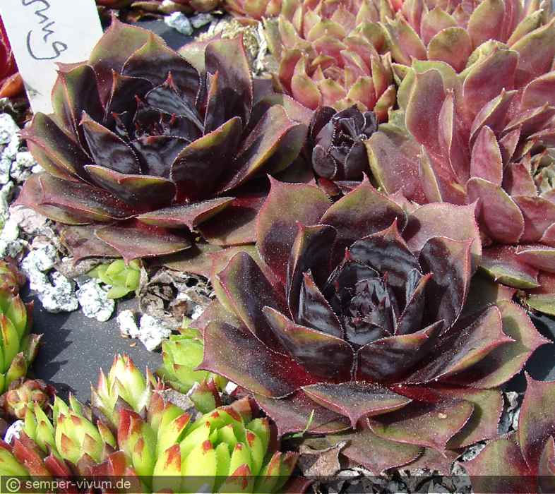 aufgenommen am 11.5.2016