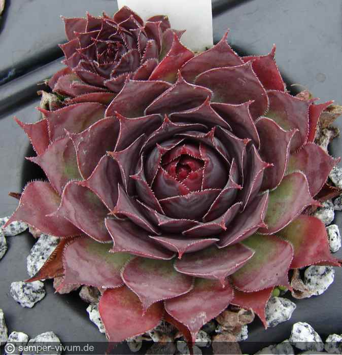 aufgenommen am 14.9.2013