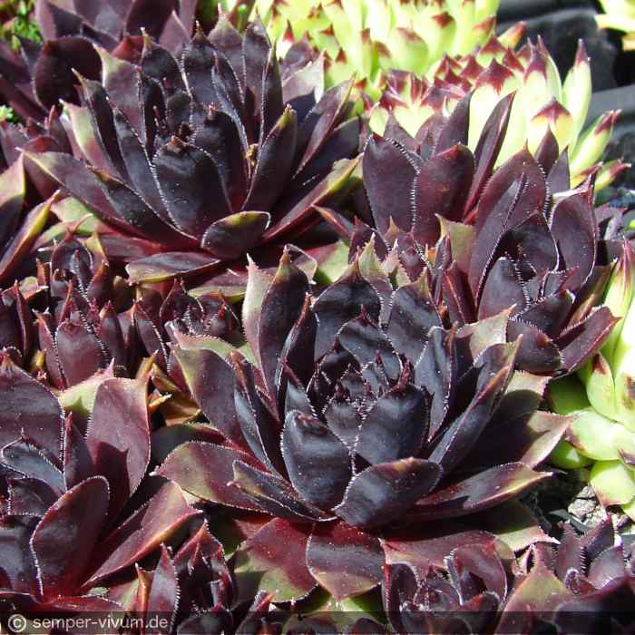 aufgenommen am 19.5.2019