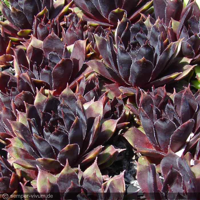 aufgenommen am 19.9.2015