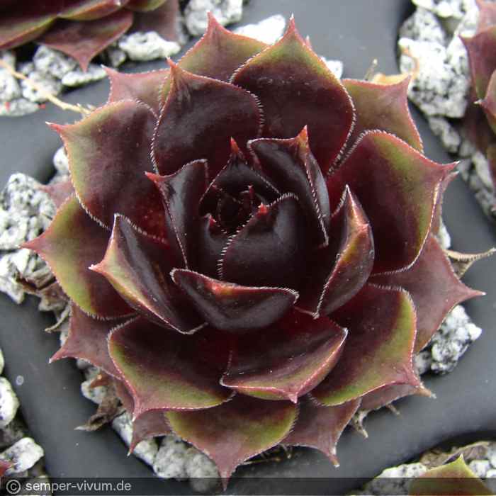 aufgenommen am 2.5.2019