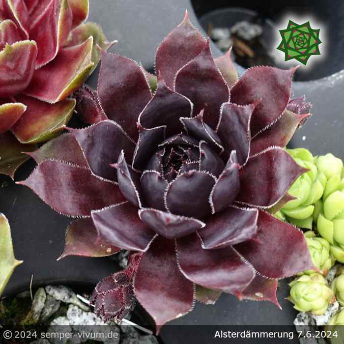 Sempervivum 'Alsterdämmerung'