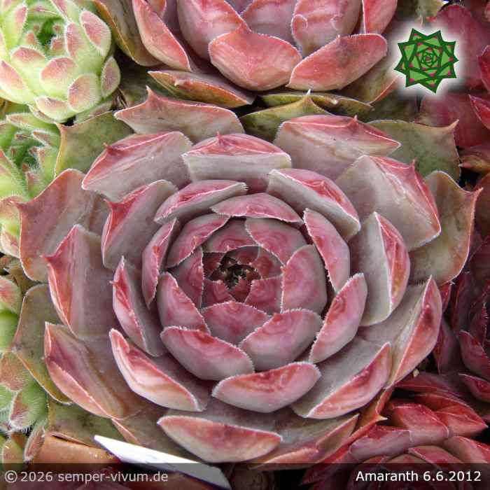 Sempervivum 'Amaranth'