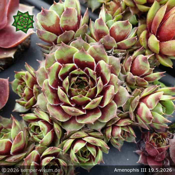 Sempervivum 'Amenophis III'