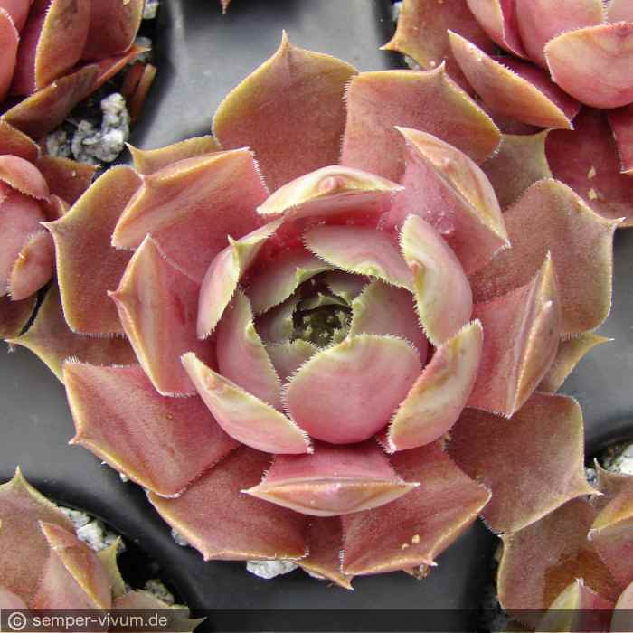 aufgenommen am 21.5.2019