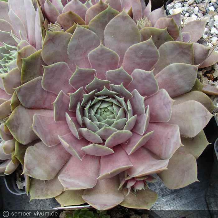 aufgenommen am 25.6.2018