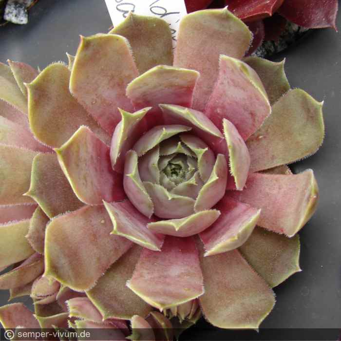 aufgenommen am 31.5.2019