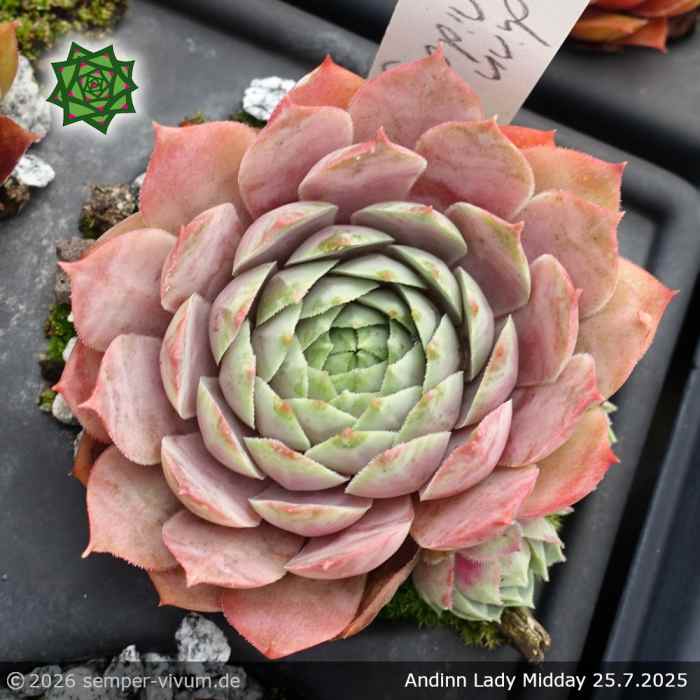 Sempervivum 'Andinn Lady Midday'
