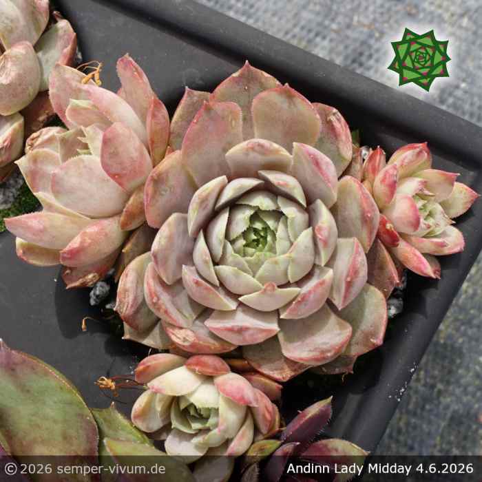 Sempervivum 'Andinn Lady Midday'