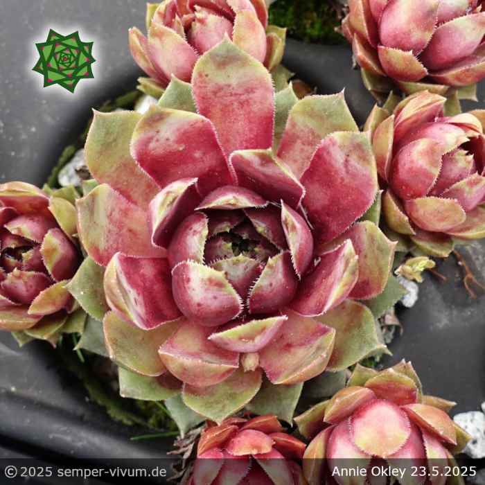 Sempervivum 'Annie Okley'