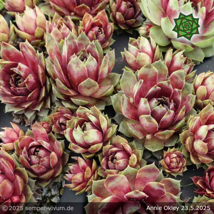 Sempervivum 'Annie Okley'