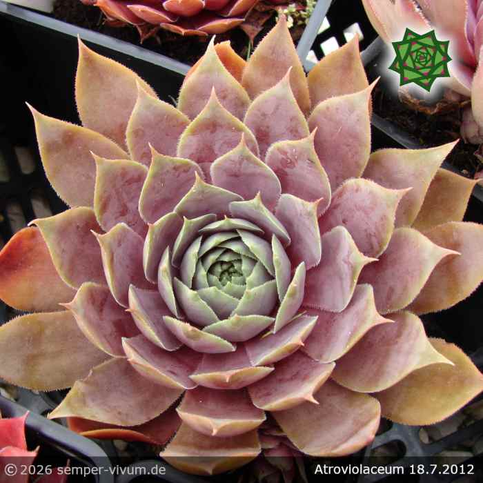 Sempervivum 'Atroviolaceum'