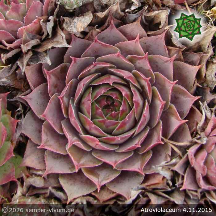 Sempervivum 'Atroviolaceum'