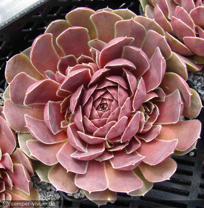 aufgenommen am 23.6.2010