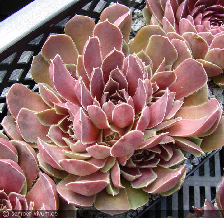 aufgenommen am 23.6.2010