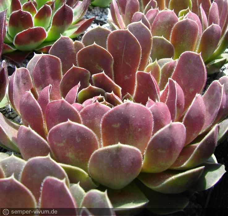 aufgenommen am 29.5.2010