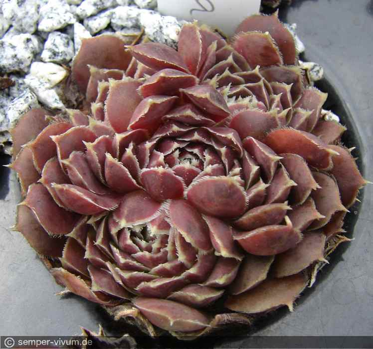 aufgenommen am 13.9.2011