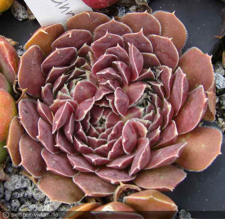 aufgenommen am 14.8.2013