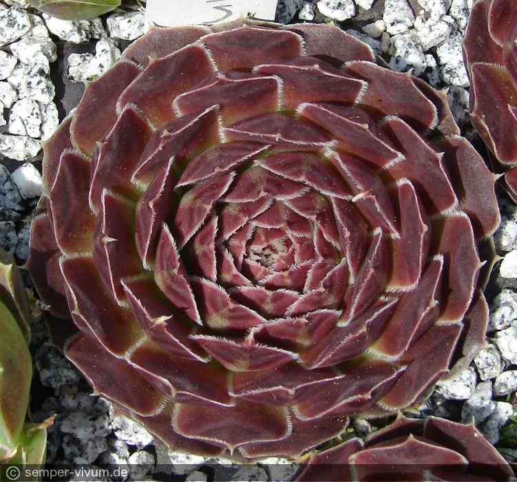 aufgenommen am 18.5.2016