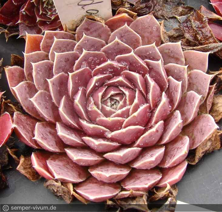 aufgenommen am 13.9.2018