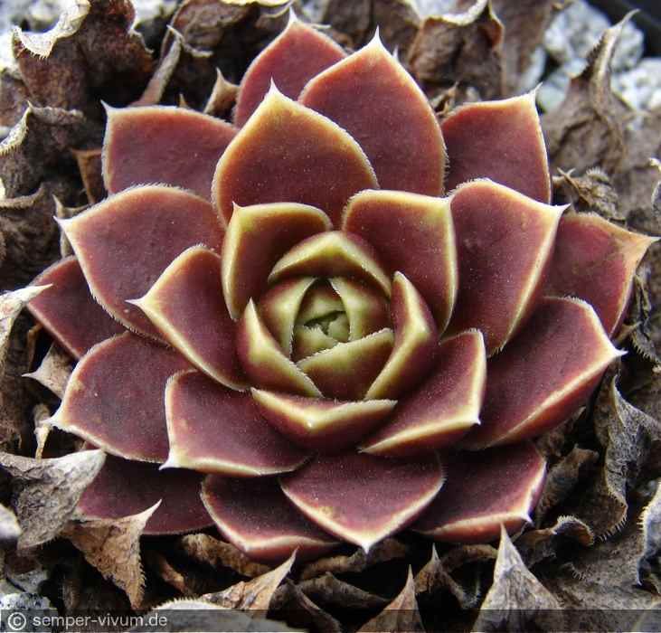 aufgenommen am 14.3.2011