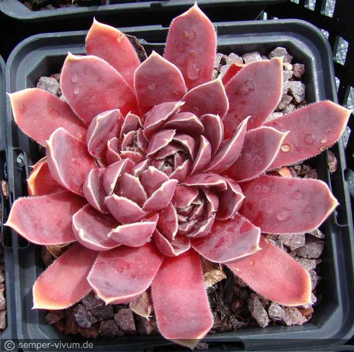 aufgenommen am 27.6.2017