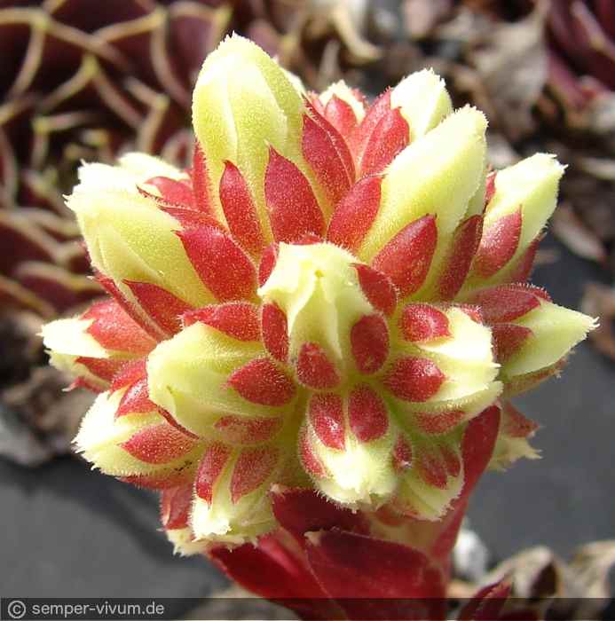knospiger Blütenstand, aufgenommen am 4.10.2017