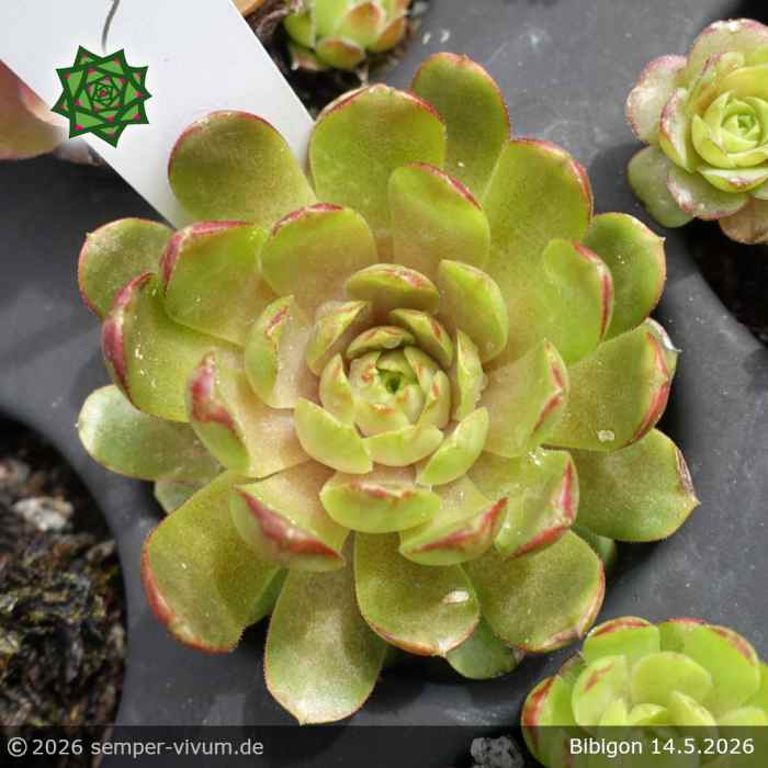 Sempervivum 'Bibigon'