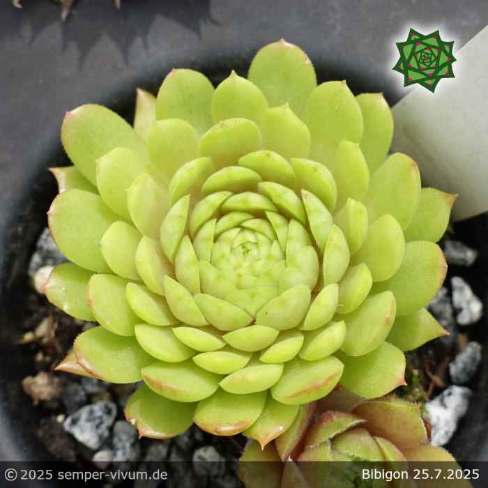 Sempervivum 'Bibigon'