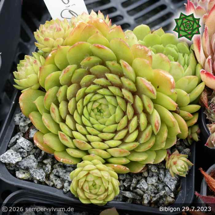 Sempervivum 'Bibigon'