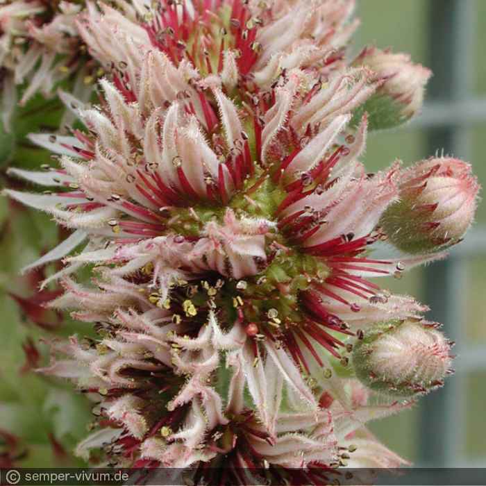 Blüten, aufgenommen am 29.7.2005