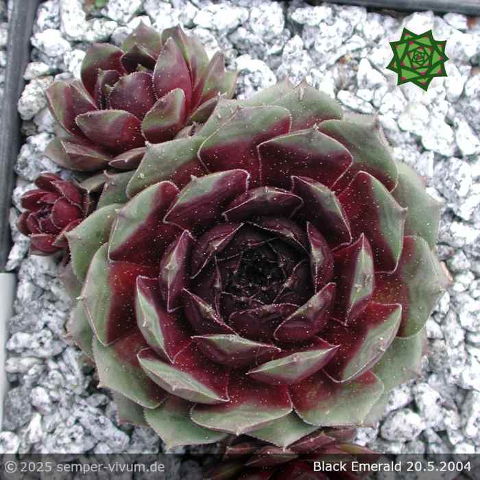 Sempervivum 'Black Emerald'