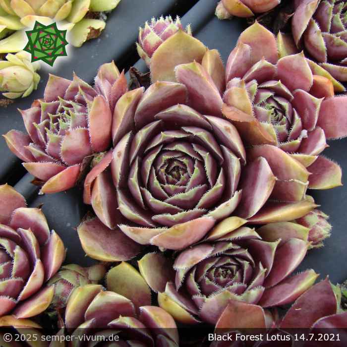 Sempervivum 'Black Forest Lotus'