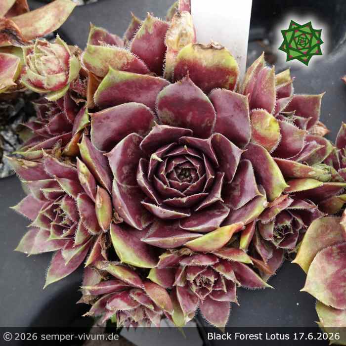 Sempervivum 'Black Forest Lotus'