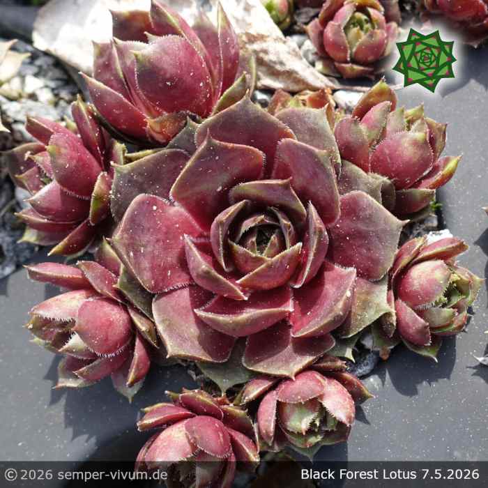 Sempervivum 'Black Forest Lotus'
